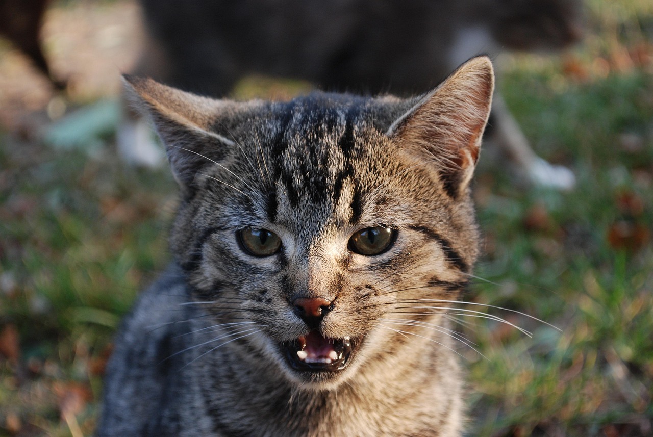 猫咪最新版下载，与猫咪的温馨互动体验探索