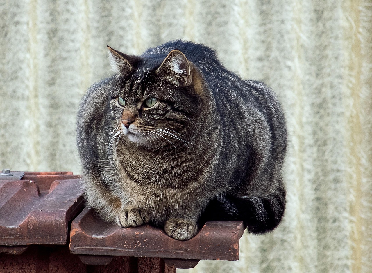 新时代猫奴乐园，猫咪网站最新动态探索