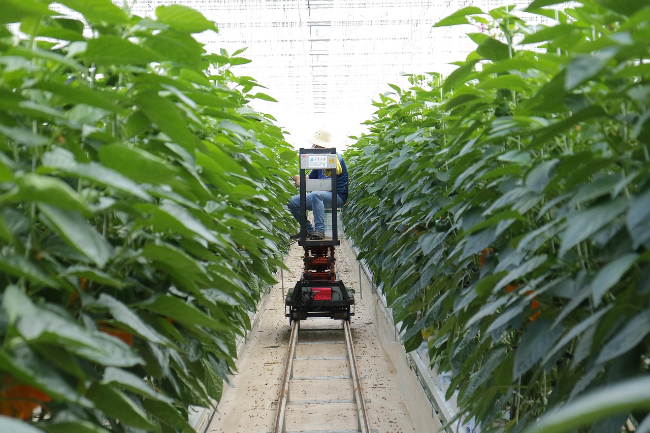 最新种植技术引领农业未来革命