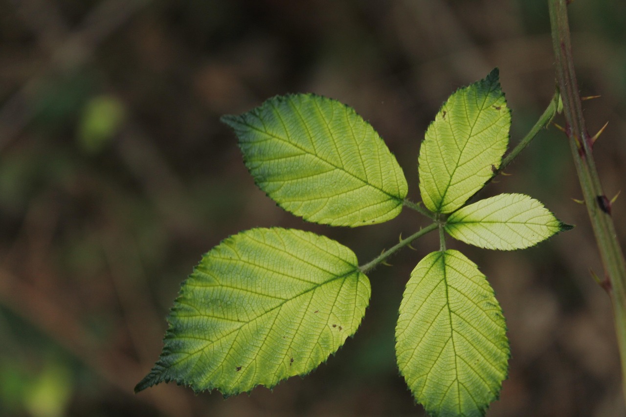 探索自然新篇章，最新版植物概览